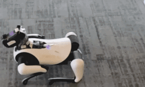 dog1